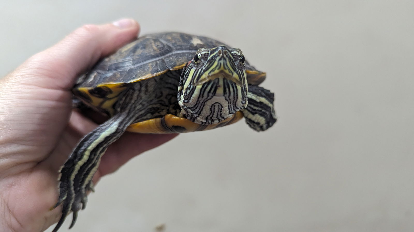 adoptable Turtle in Pefferlaw, ON named Motu