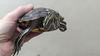 adoptable Turtle in , ON named Motu