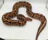 adoptable Snake in Pefferlaw, ON named Caramel