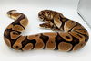 adoptable Snake in , ON named Miri