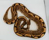 adoptable Snake in Pefferlaw, ON named Mystery