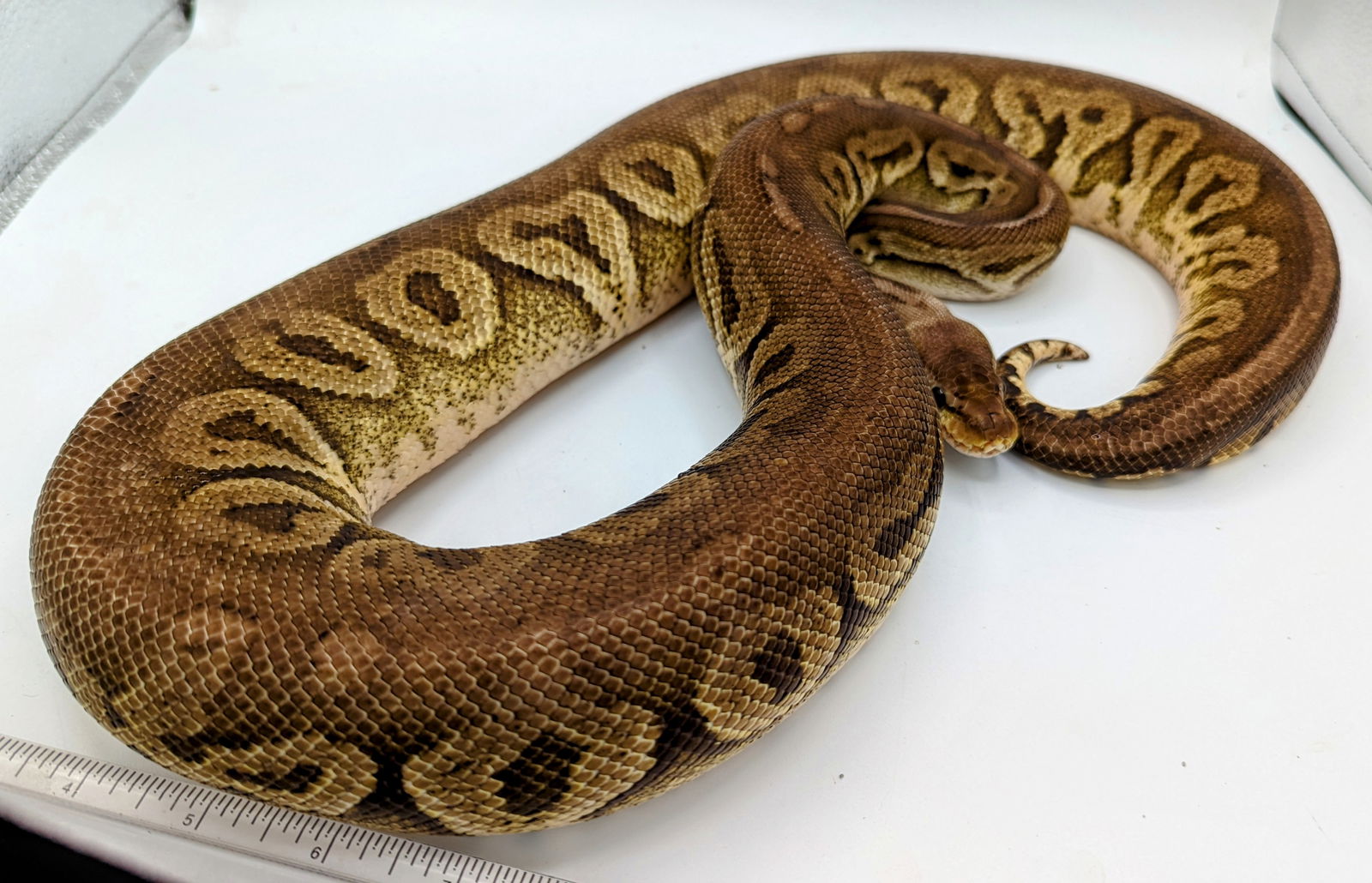 adoptable Snake in Pefferlaw, ON named Mickayla