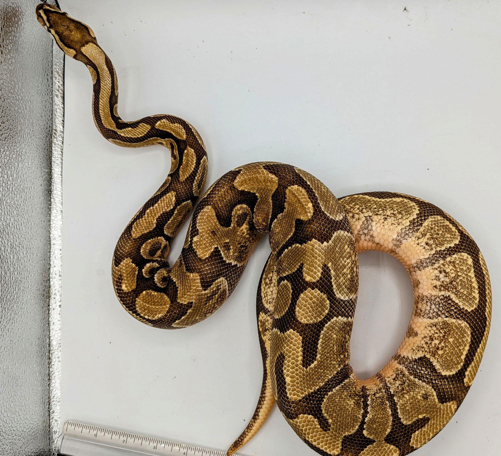 adoptable Snake in Pefferlaw, ON named Isabelle