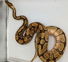 adoptable Snake in , ON named Isabelle