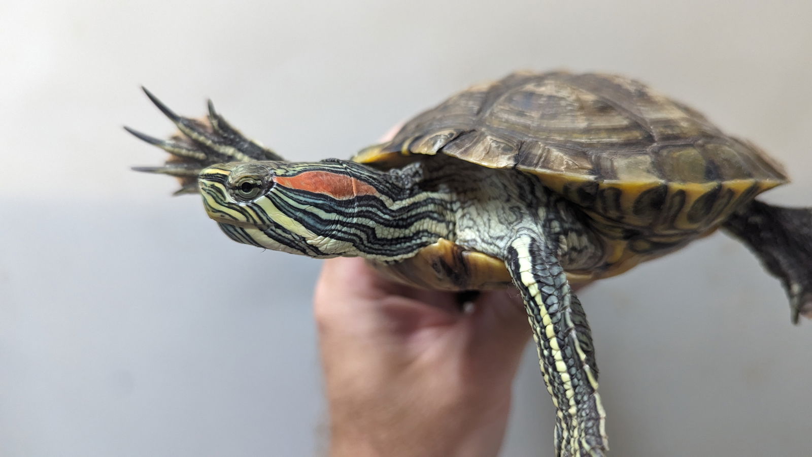 adoptable Turtle in Pefferlaw, ON named Tizzy Tizzy