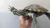 adoptable Turtle in , ON named Tizzy Tizzy