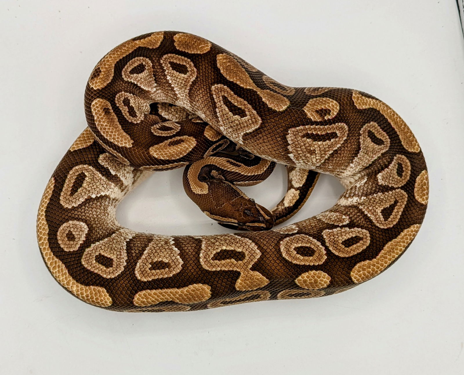 adoptable Snake in Pefferlaw, ON named Emlyn