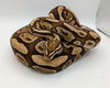 adoptable Snake in , ON named Pandora