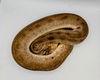 adoptable Snake in Pefferlaw, ON named Honey Bear