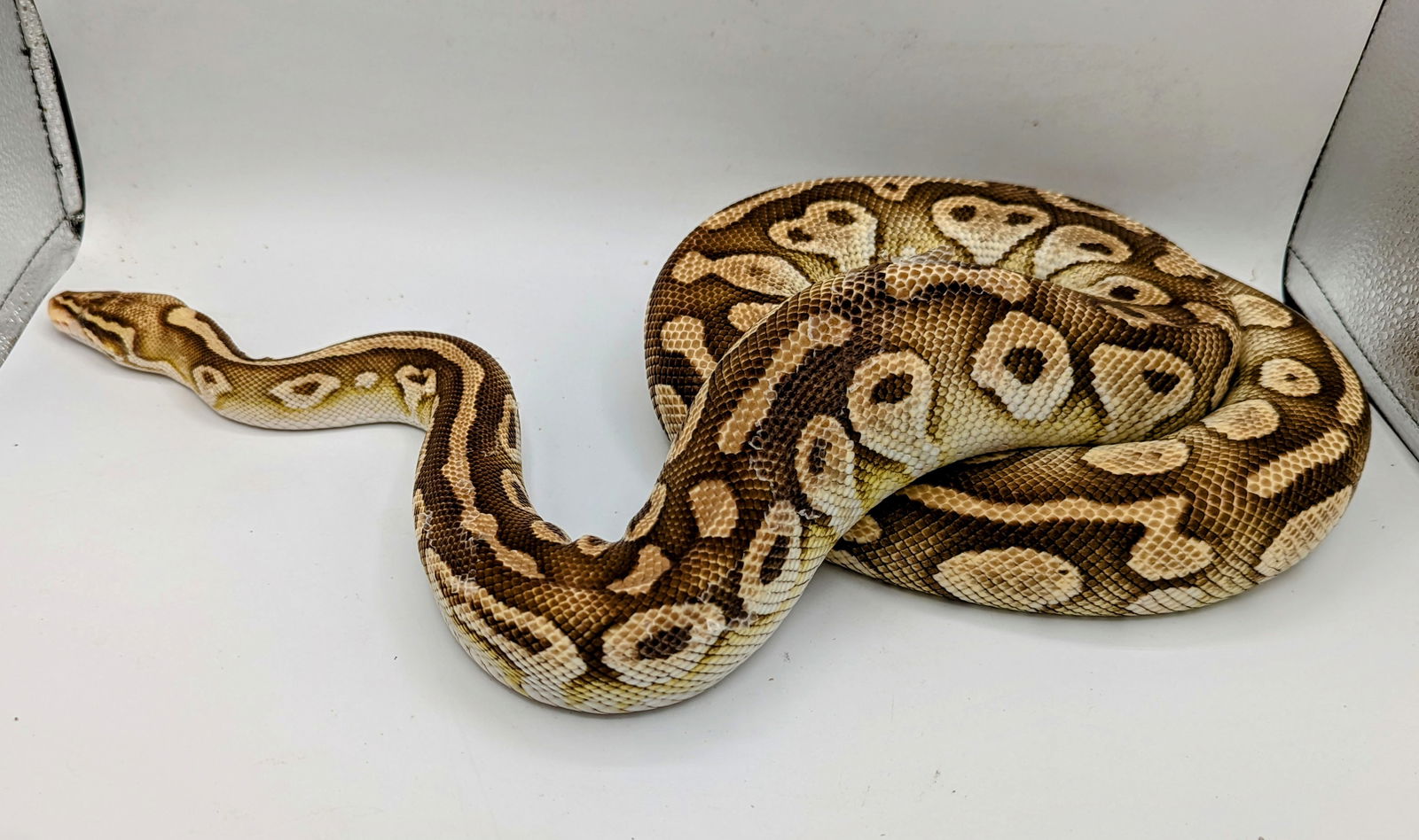 adoptable Snake in Pefferlaw, ON named Shortcake