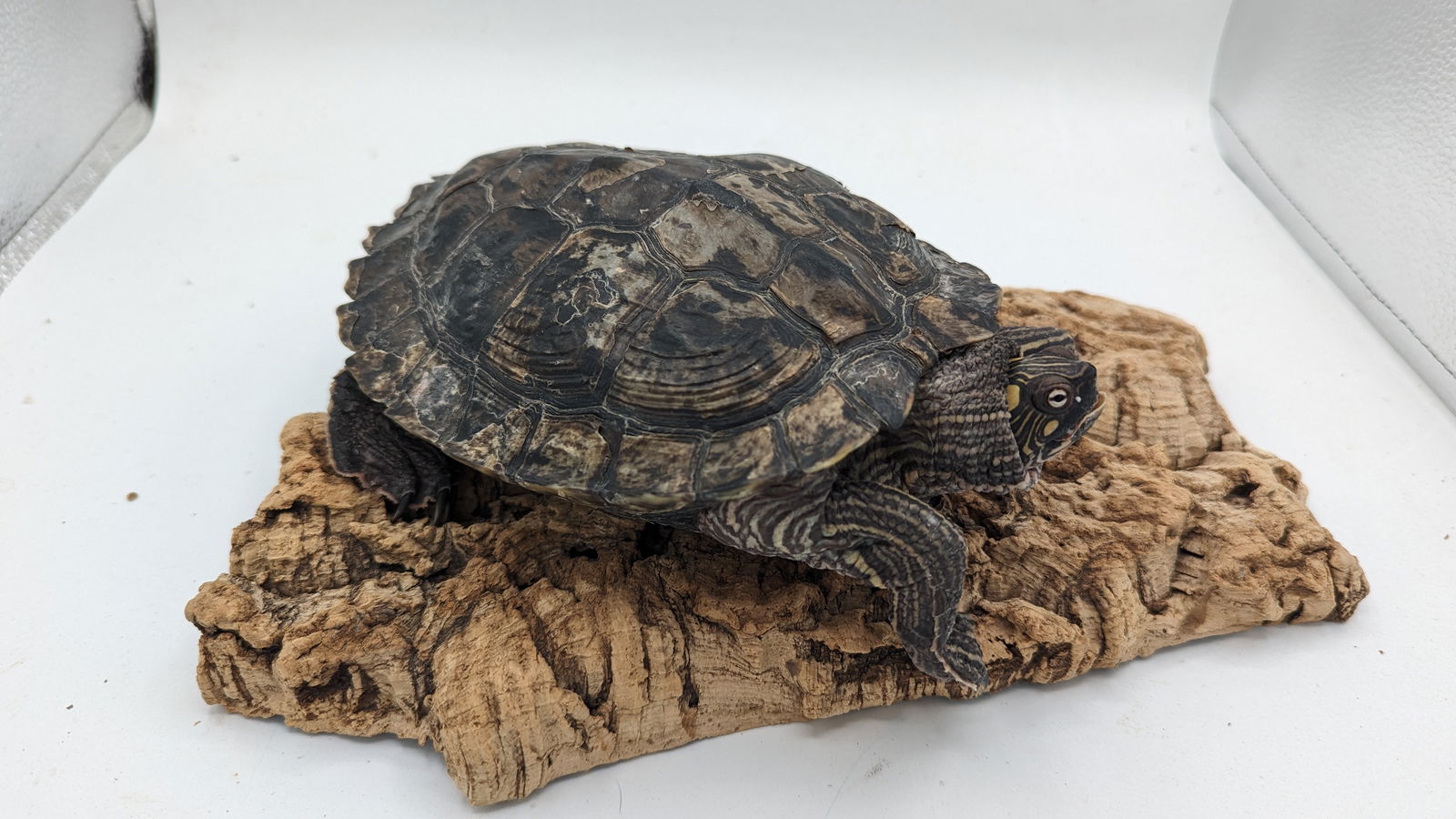 adoptable Turtle in Pefferlaw, ON named Rocky