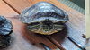 adoptable Turtle in Pefferlaw, ON named Donnie