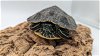 adoptable Turtle in  named Chauncey