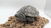 adoptable Turtle in , ON named Arissa