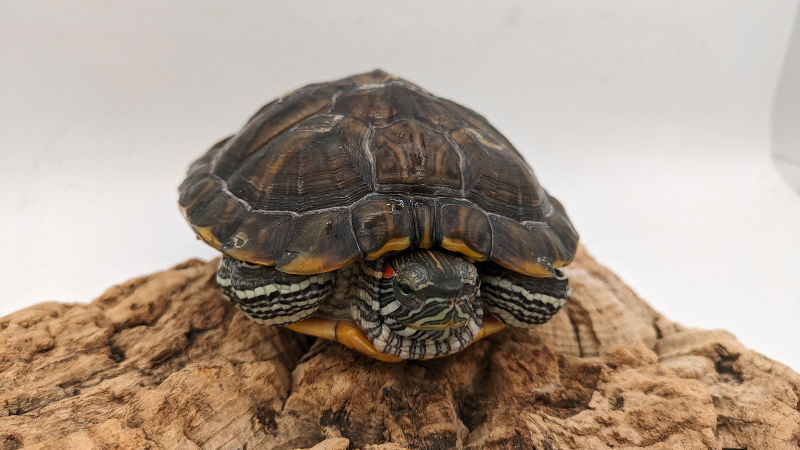 adoptable Turtle in Pefferlaw, ON named Cuca