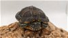adoptable Turtle in  named Cuca