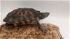 adoptable Turtle in  named Racha