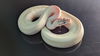 adoptable Snake in , ON named Maizy