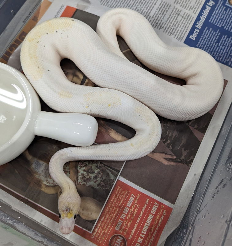 adoptable Snake in Pefferlaw, ON named Carolina