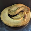 adoptable Snake in , ON named Misha