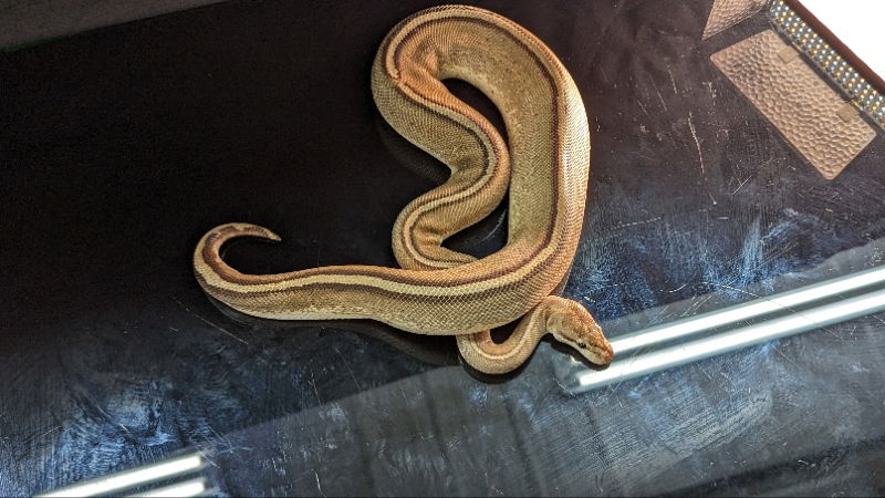 adoptable Snake in Pefferlaw, ON named Eliza