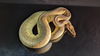 adoptable Snake in , ON named Avita