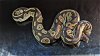 adoptable Snake in  named Sombra