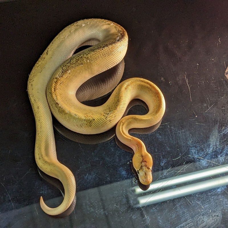 adoptable Snake in Pefferlaw, ON named Rachelle