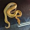 adoptable Snake in  named Rachelle