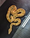 adoptable Snake in Pefferlaw, ON named Freddie