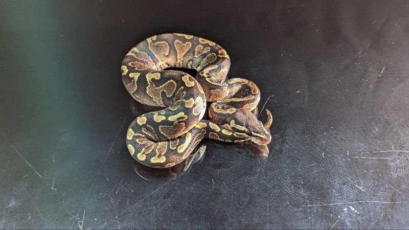 adoptable Snake in Pefferlaw, ON named Sugar