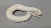 adoptable Snake in  named Alisha