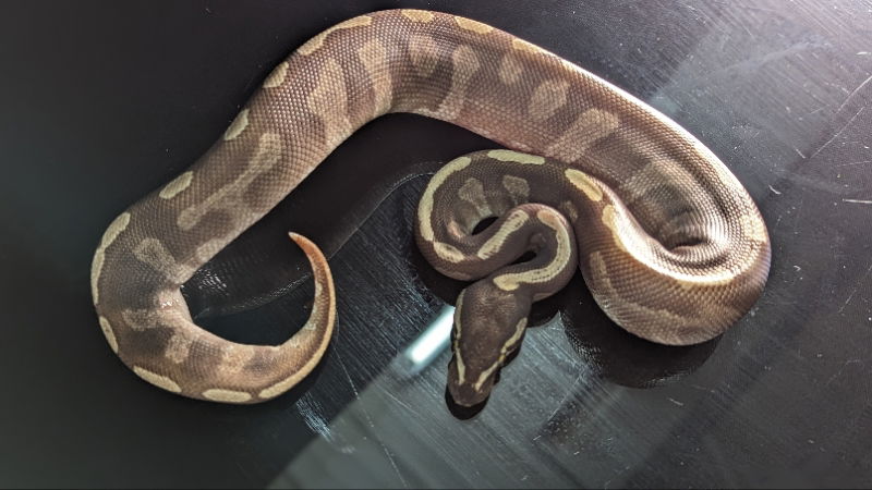 adoptable Snake in Pefferlaw, ON named Joshua