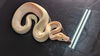 adoptable Snake in Pefferlaw, ON named Grayson