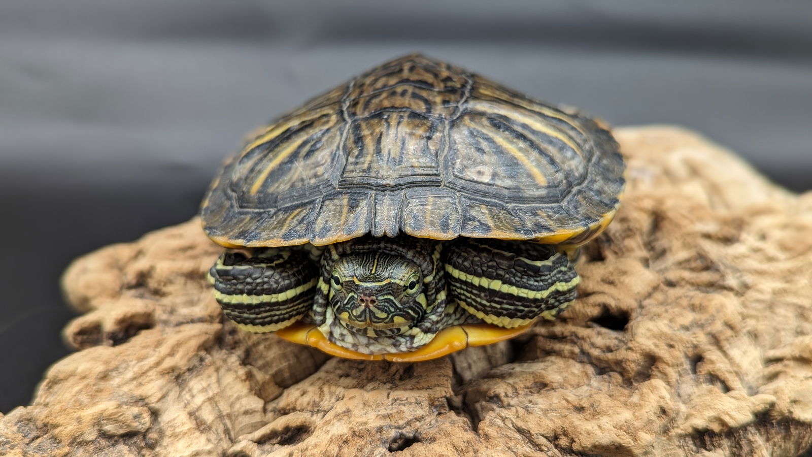 adoptable Turtle in Oakville, ON named Kaiden