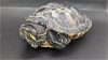 adoptable Turtle in  named Chelsea