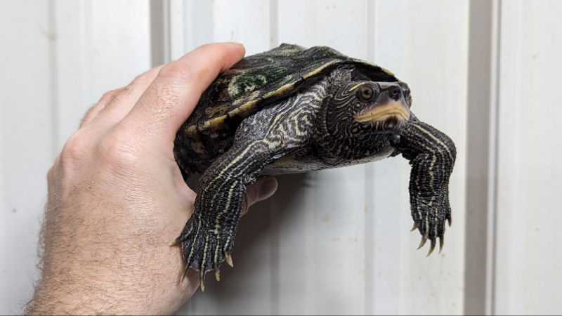 adoptable Turtle in Pefferlaw, ON named Percy