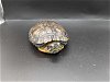 adoptable Turtle in  named Cuff