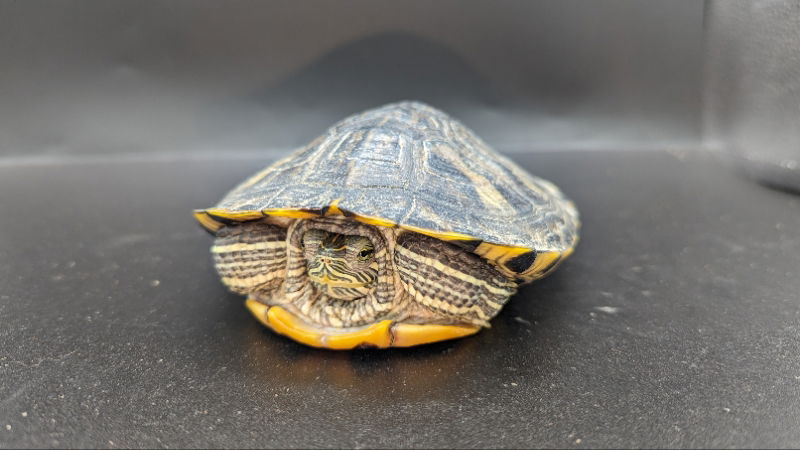 adoptable Turtle in Pefferlaw, ON named Baybee