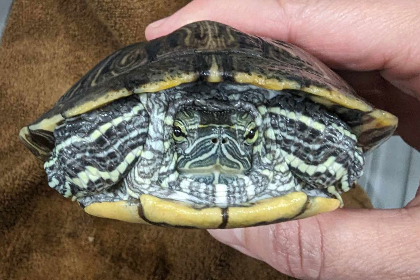 adoptable Turtle in Aurora, ON named Buttercup