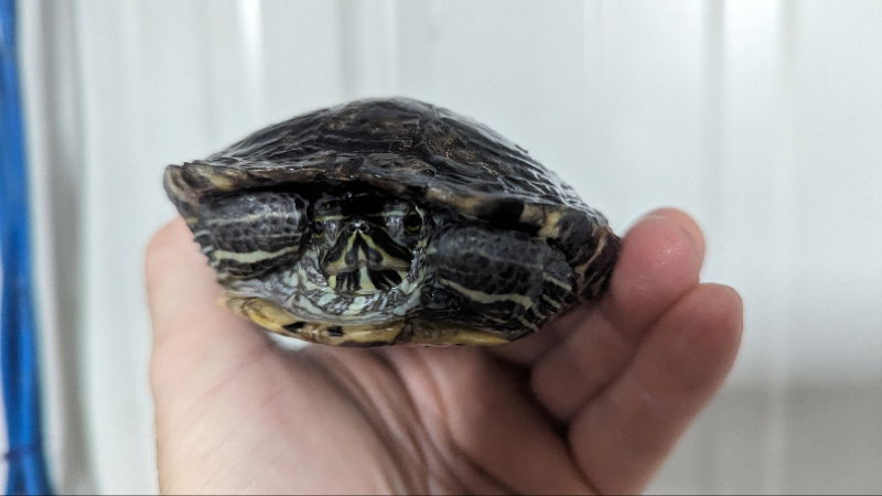 adoptable Turtle in Pefferlaw, ON named Brillz