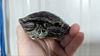 adoptable Turtle in , ON named Brillz