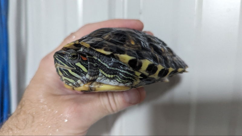 adoptable Turtle in Pefferlaw, ON named Nova