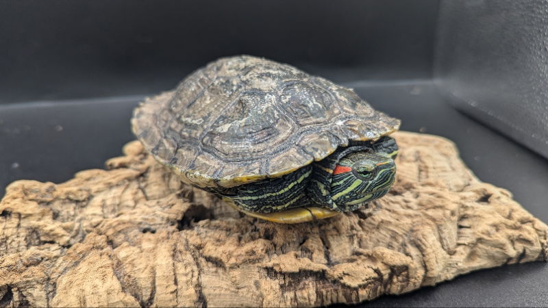 adoptable Turtle in Pefferlaw, ON named Carson