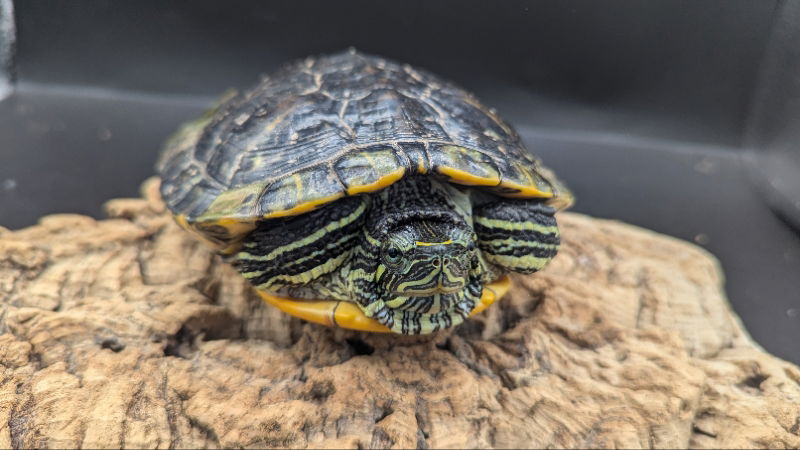 adoptable Turtle in Pefferlaw, ON named Taco