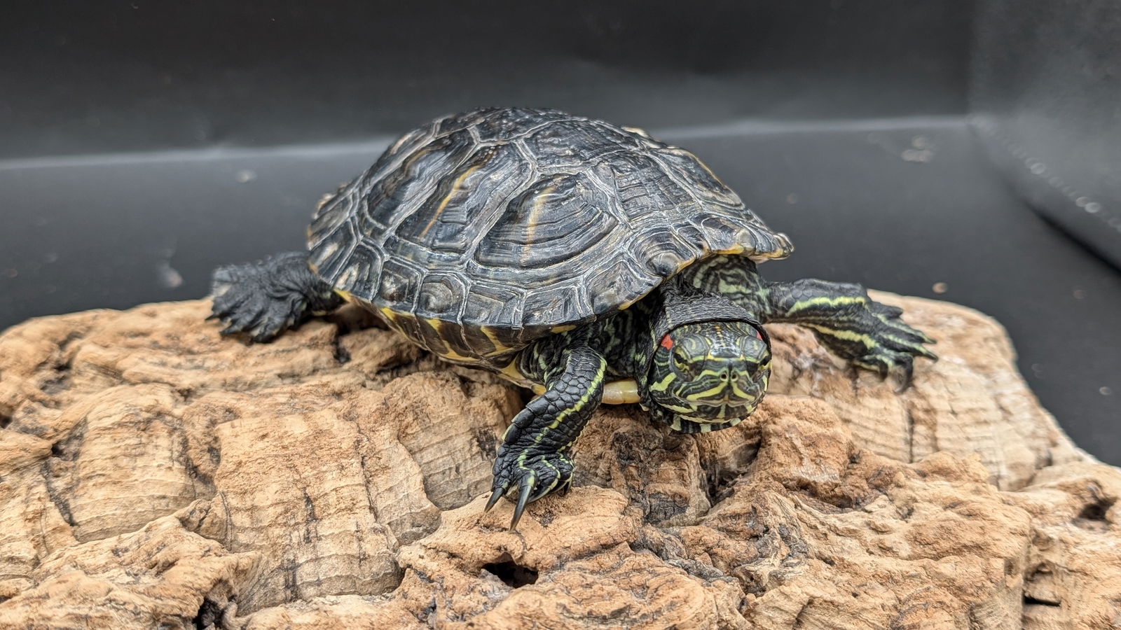 adoptable Turtle in Pefferlaw, ON named Tortu