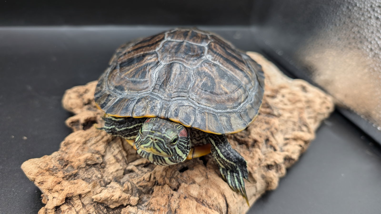 adoptable Turtle in Pefferlaw, ON named Buddy