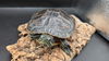 adoptable Turtle in  named Buddy