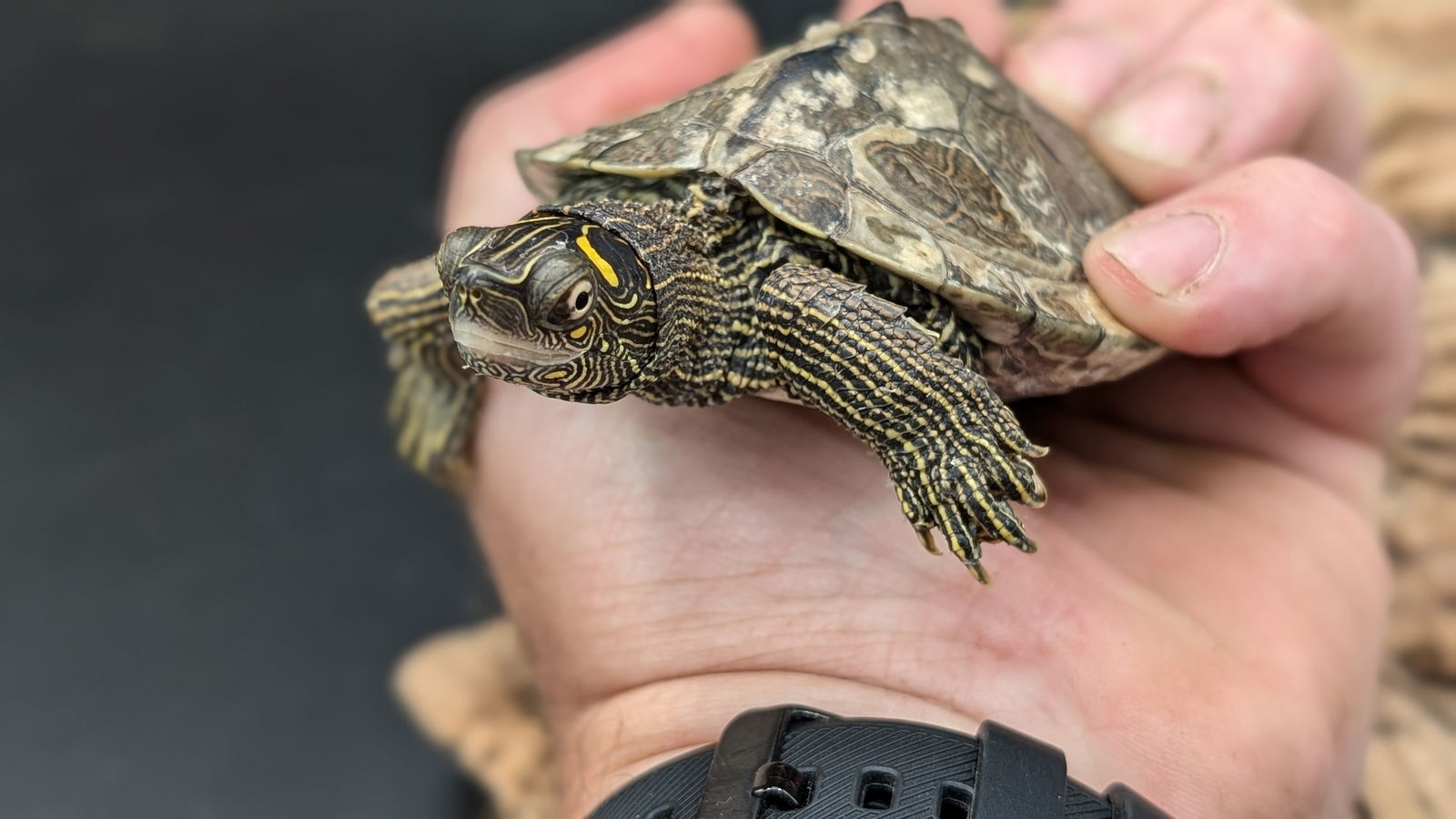 adoptable Turtle in Pefferlaw, ON named Francis