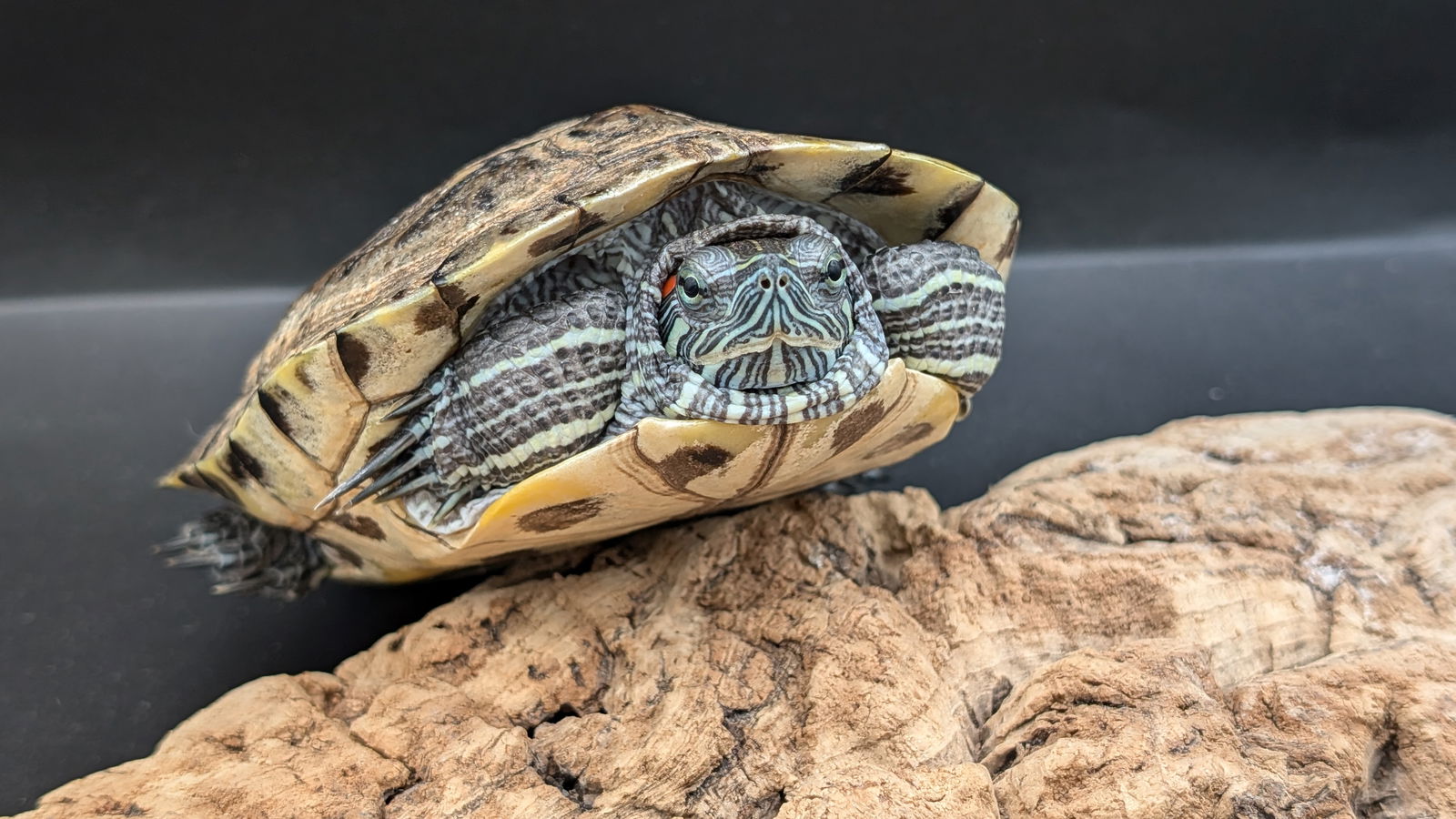 adoptable Turtle in Pefferlaw, ON named Blake